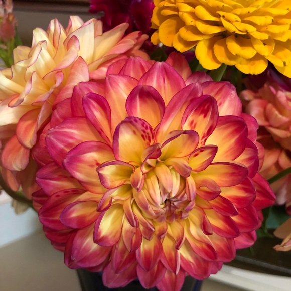 Meet your Posher, Robin - Picture 2 of 2